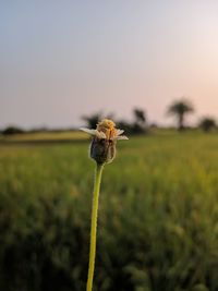 Close-up of bug on plant on field against sky