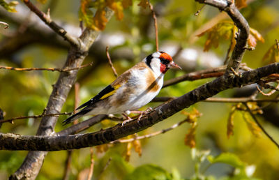 Close-up of bird perching on branch