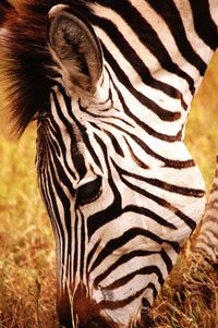 Close-up of zebra standing on grass