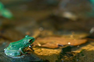 Close-up of frog on shore