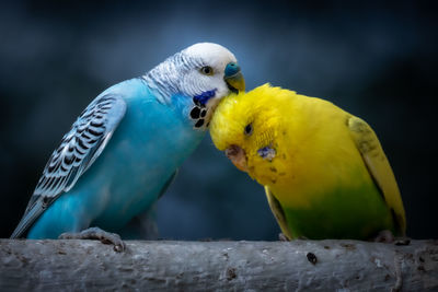 Close-up of parrot perching on yellow leaf