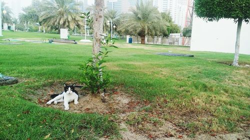 Dog sitting on field against trees