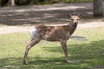 Grass grazing on field