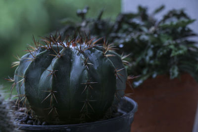 Close-up of cactus growing in potted plant
