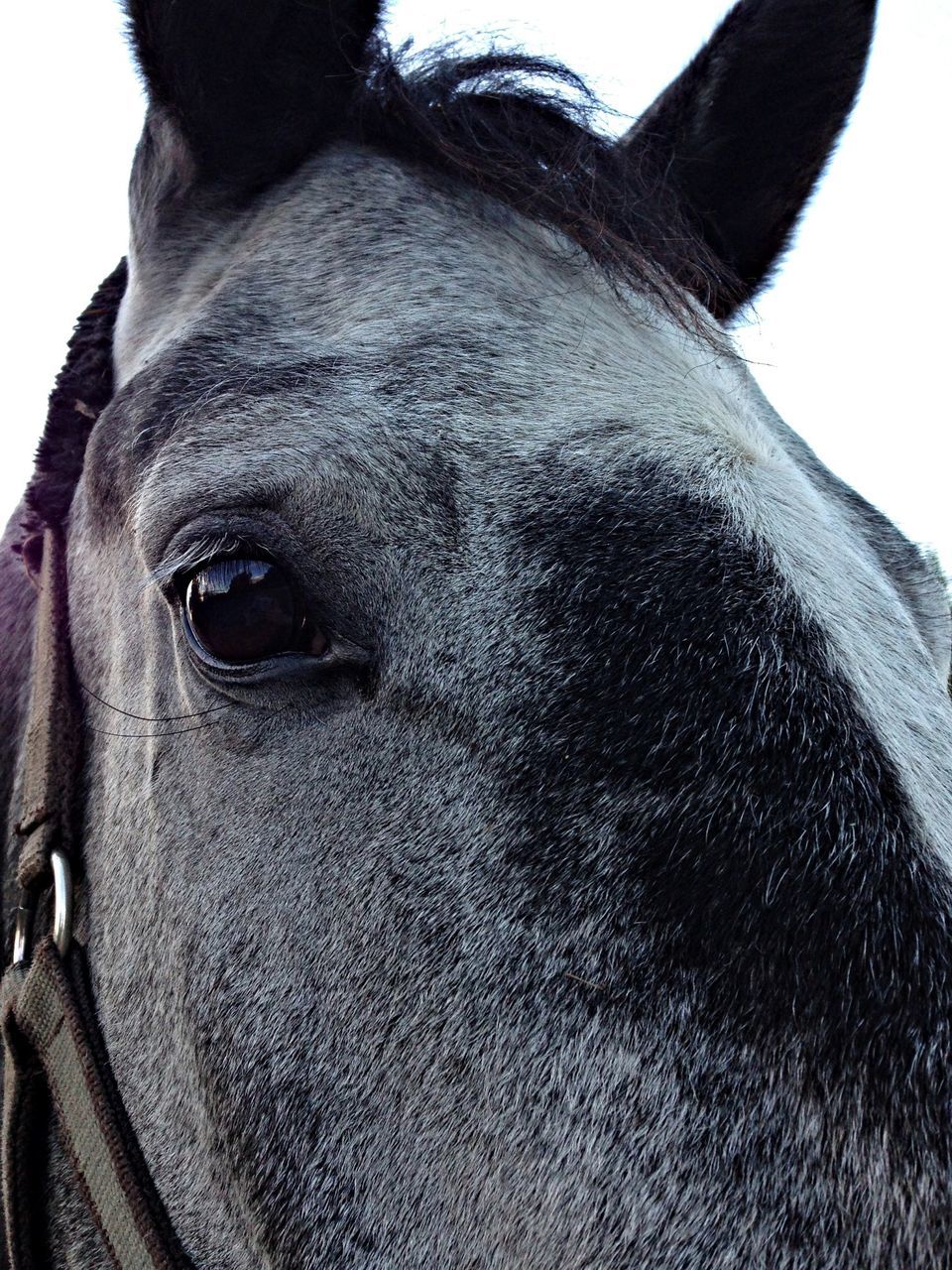 animal themes, one animal, close-up, domestic animals, horse, animal head, mammal, animal body part, portrait, livestock, focus on foreground, part of, herbivorous, looking at camera, dog, bridle, day, no people, black color, outdoors