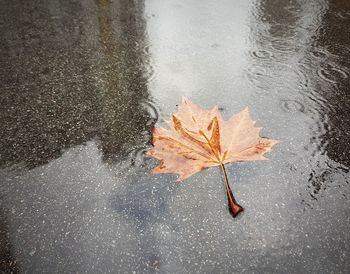 Close-up of maple leaf on wet street