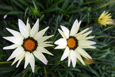 Close-up of flowers blooming outdoors
