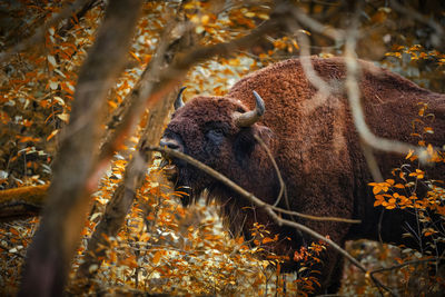 Wild wisent in autumn colors near berlin
