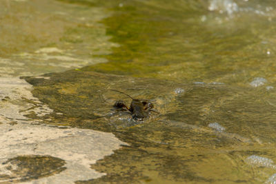 High angle view of spider in water