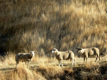 Sheep grazing on field