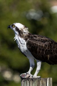 Close-up of osprey perching on wood