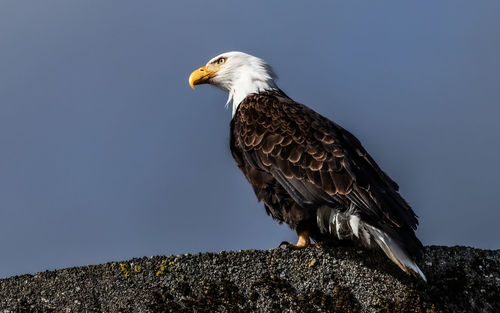 Bird perching on a rock