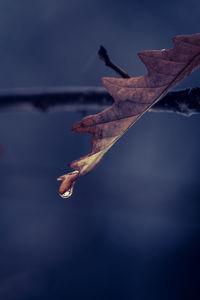 Close-up of dry leaves against sky