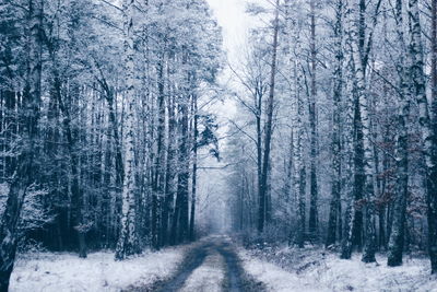 Snow covered trees in forest