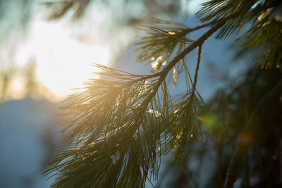 Close-up of fresh green tree against sky