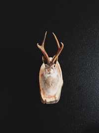 Jackalope antler mounted on wall