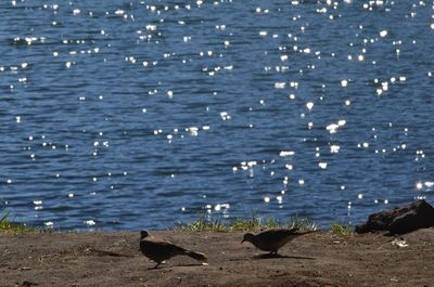 Birds in lake