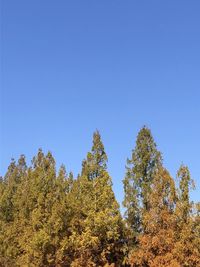 Low angle view of trees against clear blue sky