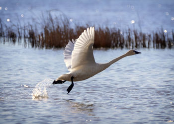 Bird flying over lake