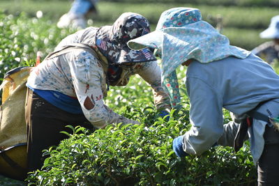 Farmers picking tea leaves at farm