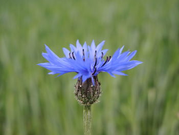 Close-up of purple flowers blooming