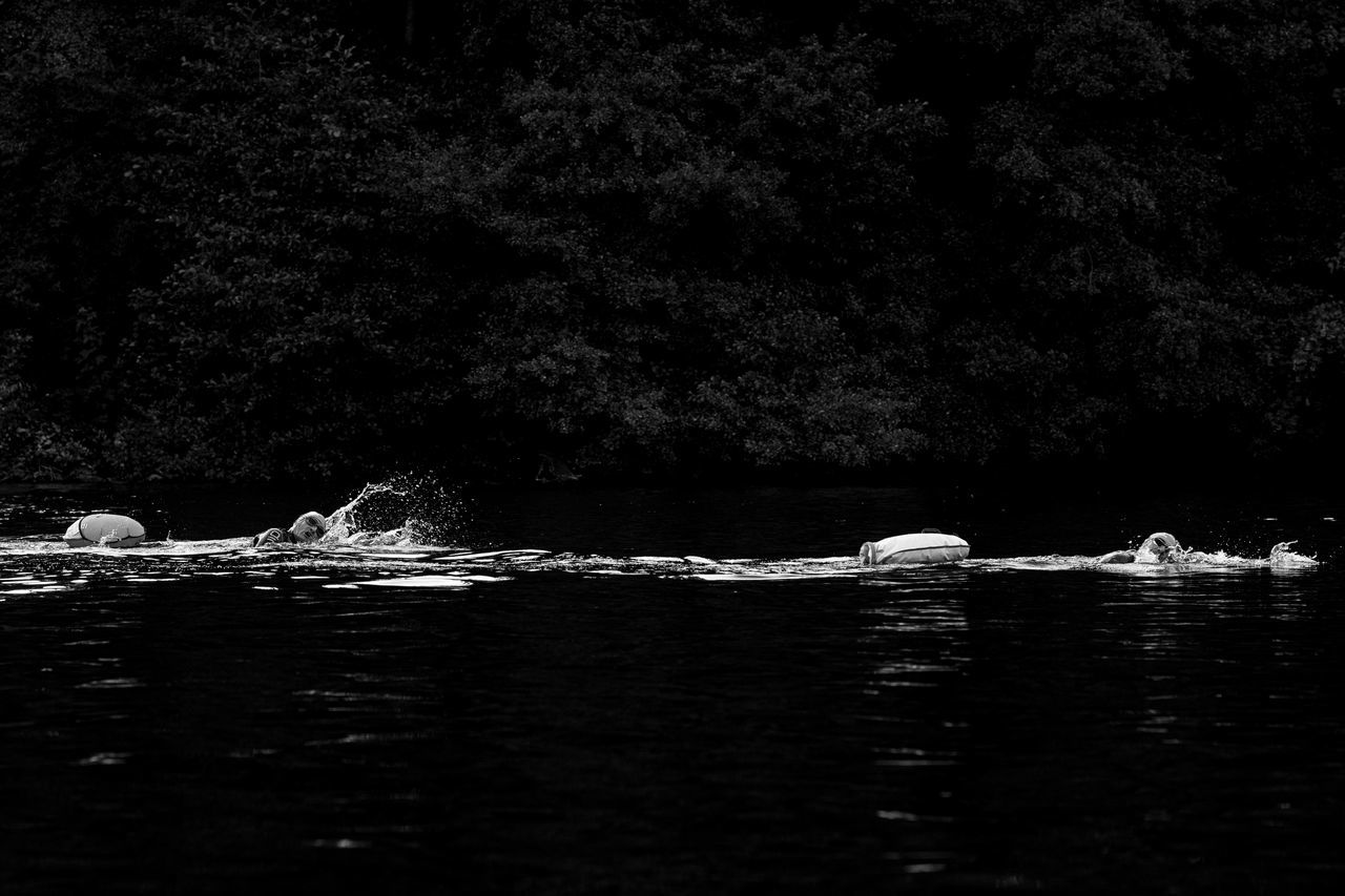 black and white, water, darkness, monochrome photography, monochrome, nature, night, tree, wildlife, waterfront, beauty in nature, no people, animal themes, animal, animal wildlife, reflection, outdoors, sea, tranquility, group of animals, scenics - nature, swimming, plant, vehicle, mammal, nautical vessel, bird, tranquil scene, non-urban scene, moonlight