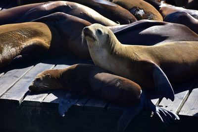 sea lion