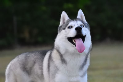 Portrait of a dog