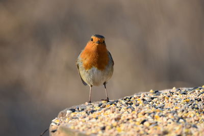 Close-up portrait of robin perching on rock