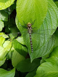 Close-up of insect on plant