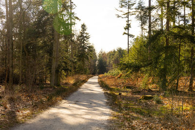 Footpath amidst trees in forest