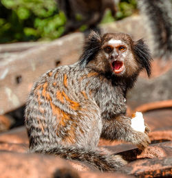 Portrait of monkey holding food while sitting on rock