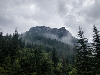 Pine trees in forest against sky