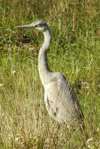 High angle view of gray heron on field