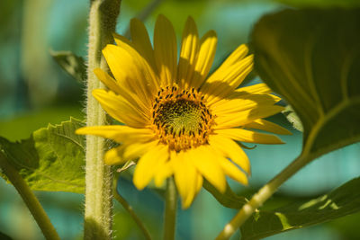 Close-up of yellow flowering plant