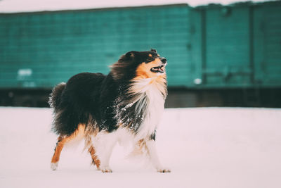 Dog looking away