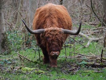 Brown horse in a field
