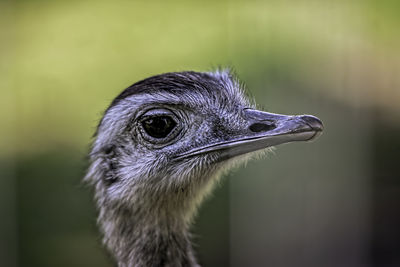 Close-up of a bird looking away