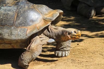 Wandering tortoise