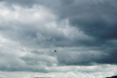 Low angle view of bird flying in sky