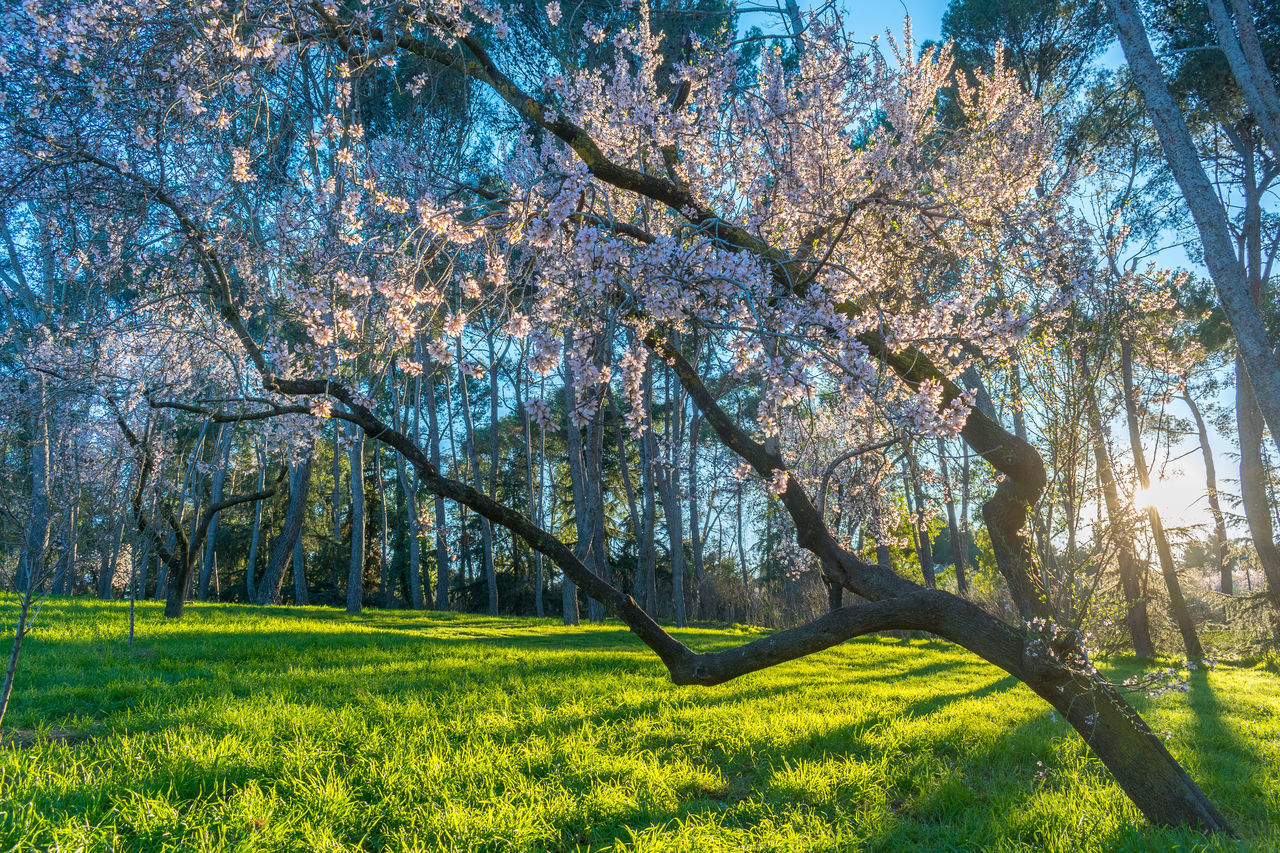 plant, tree, beauty in nature, flower, nature, growth, land, springtime, landscape, tranquility, environment, scenics - nature, grass, field, blossom, sky, sunlight, green, tranquil scene, flowering plant, freshness, branch, no people, meadow, tree trunk, day, trunk, rural scene, agriculture, outdoors, non-urban scene, idyllic, fragility, leaf, forest, shadow, yellow, sunny, woodland, blue, plain