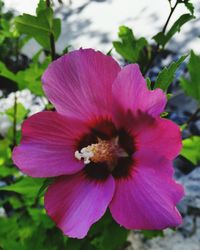 Close-up of pink hibiscus flower