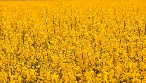 Full frame shot of fresh yellow flower field