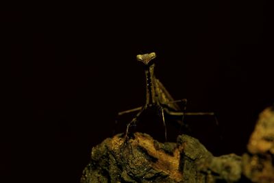 Close-up of insect against black background