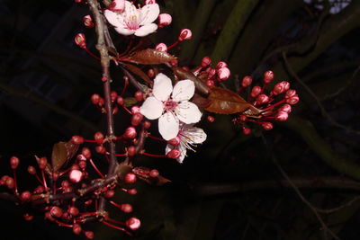 Close-up of flowers on branch