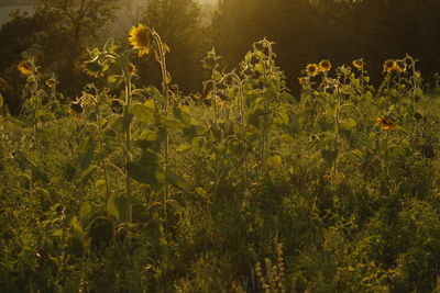 Yellow flowers growing on field