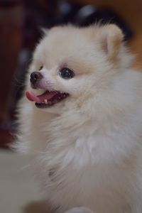 Close-up of dog looking away