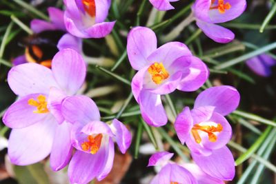 Close-up of purple flowering plants