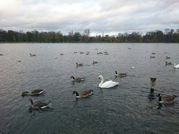 Birds flying over calm lake