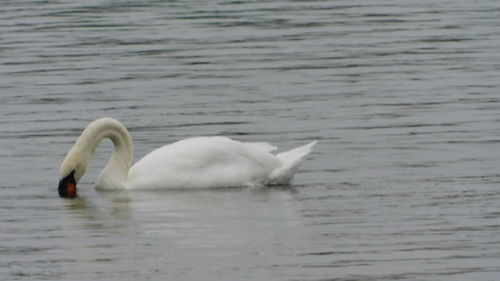 View of swan in lake